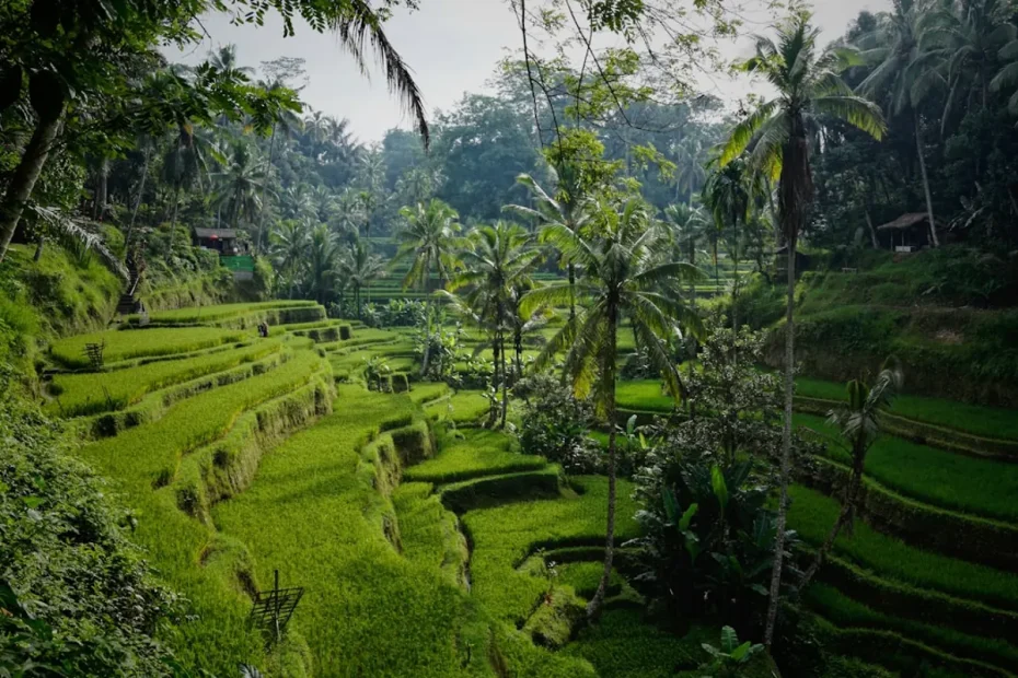 What a private trip in Bali includes and how it differs from group tours